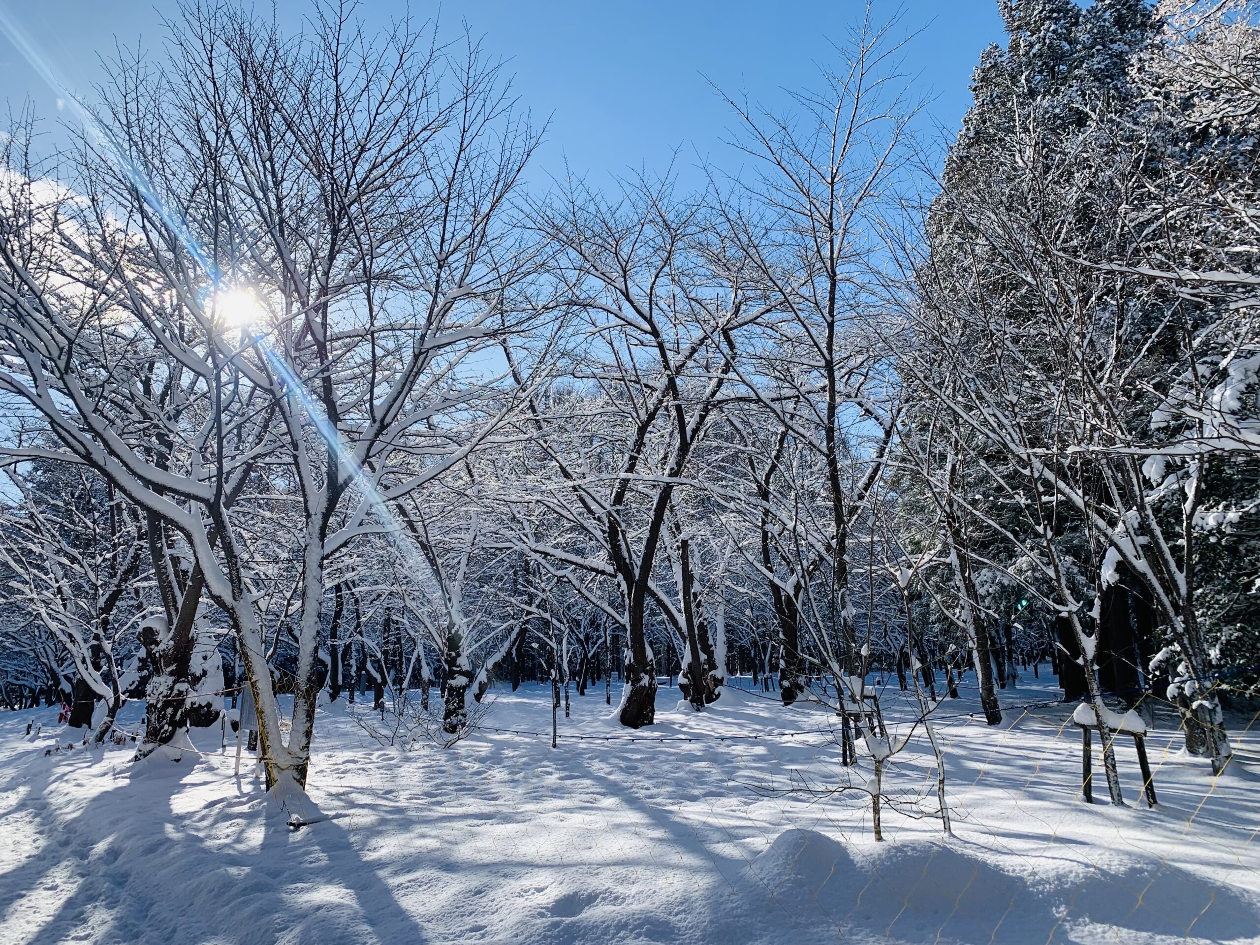 雪と木と太陽