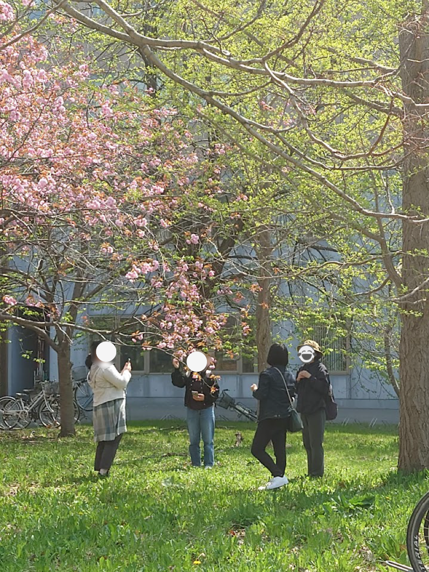 北大ウォーキングで桜を眺める様子