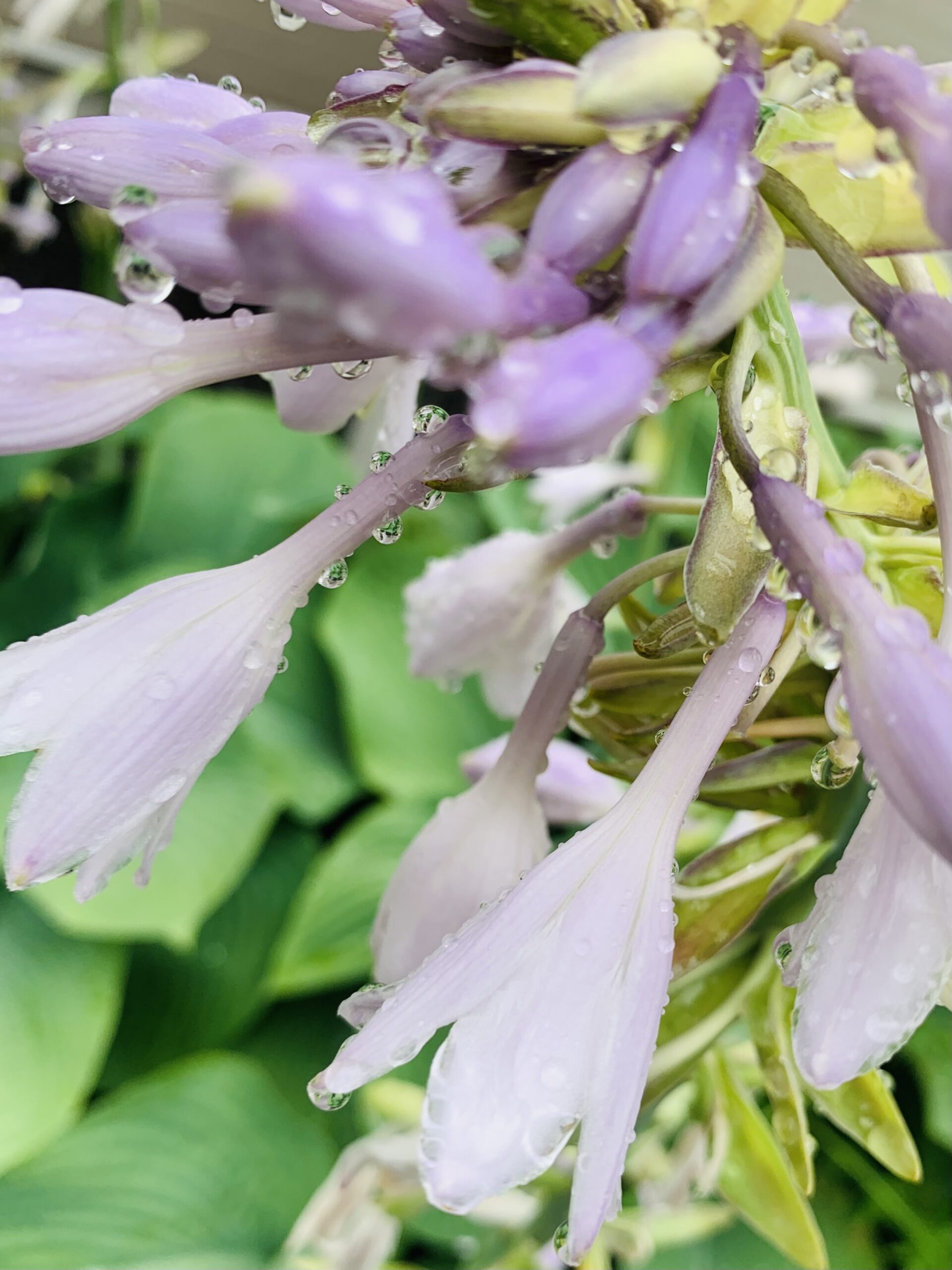 雨上がりの花と雫
