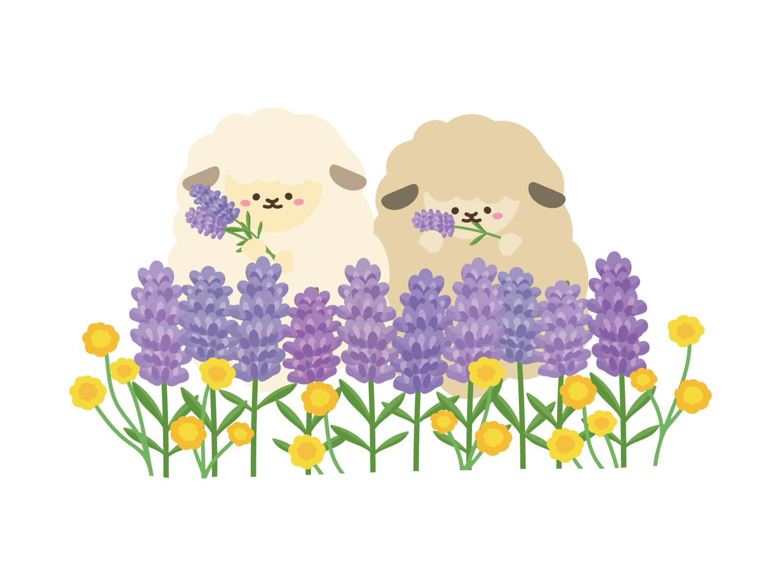 ラベンダー
