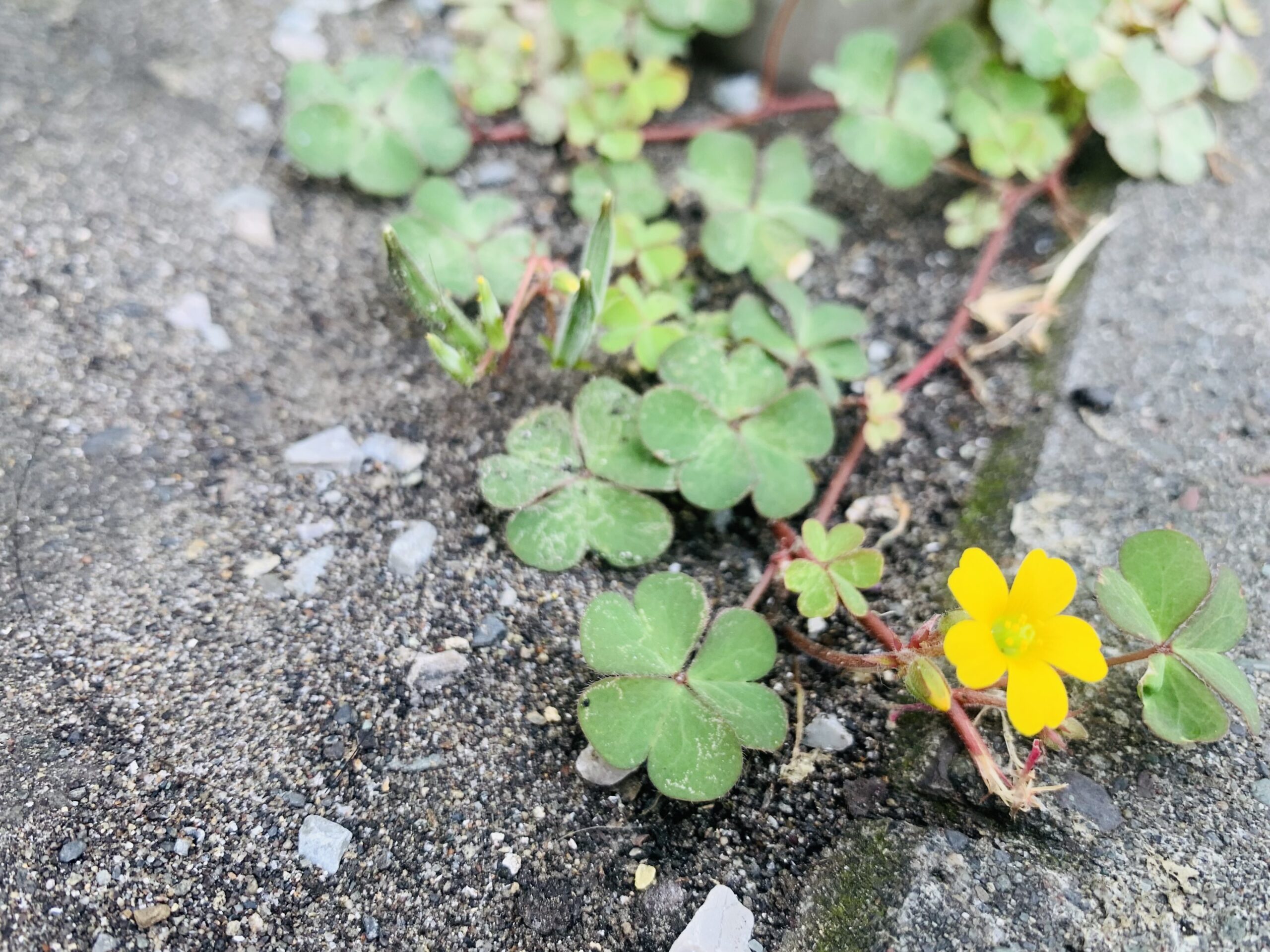 道端の花